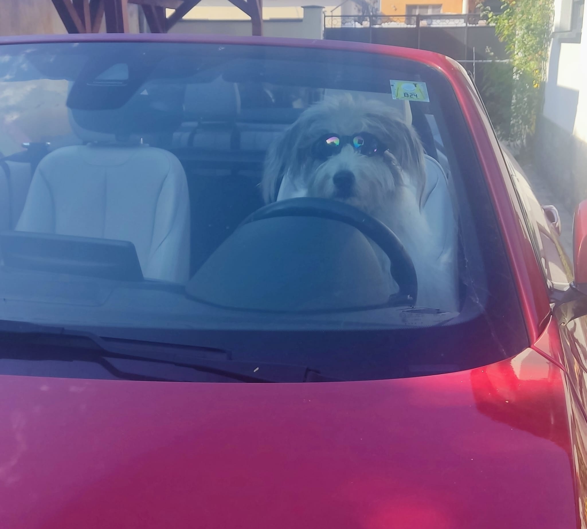 Asta se întâmplă când nu-ți protejezi câinele pe caniculă – și ce poți face mai bine
