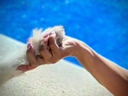 Relația ta cu câinele tău: baza tuturor succeselor în educație și viața de zi cu zi