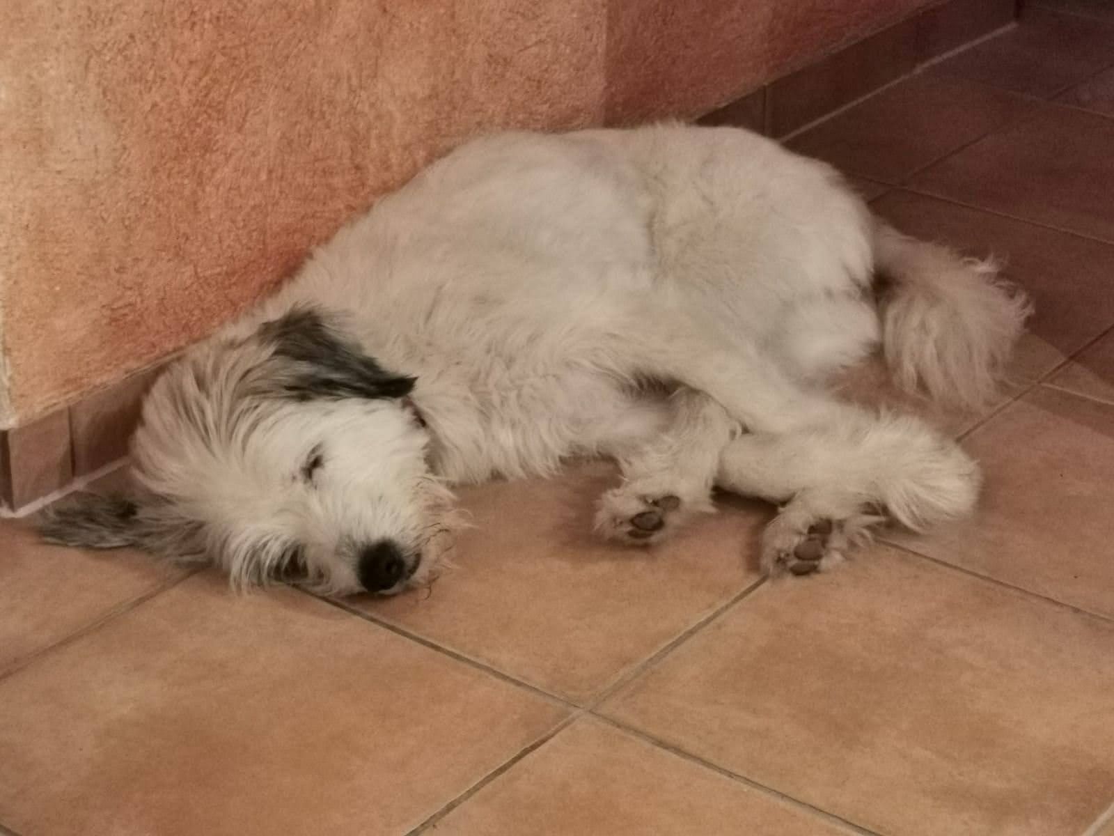 Explozie pe cer, furtună în sufletul câinelui: cum putem înțelege frica lor și cum ii putem ajuta