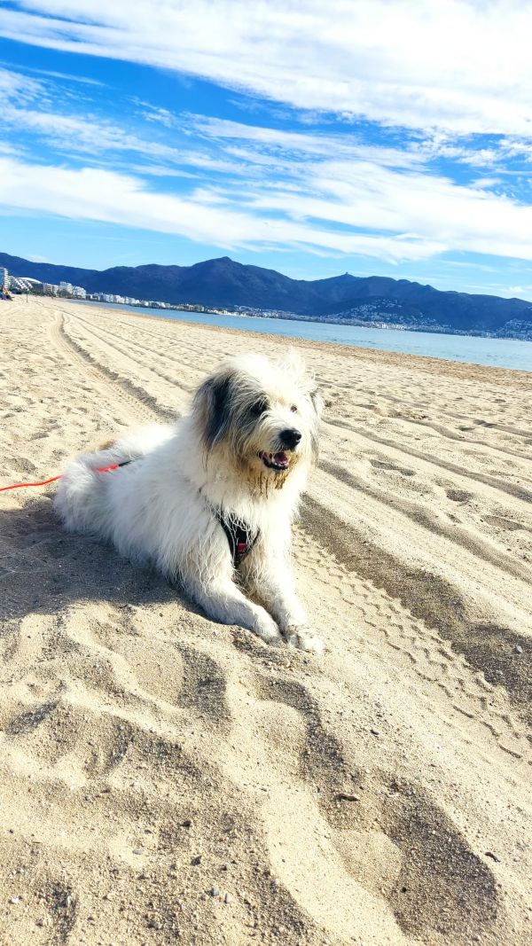 Când iubirea nu e de ajuns – câinii care încă așteaptă să fie înțeleși