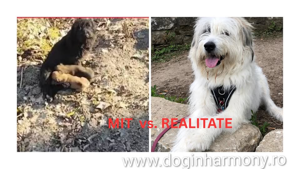 Mit sau Realitate? 7 mituri și frânturi de adevăruri despre câini