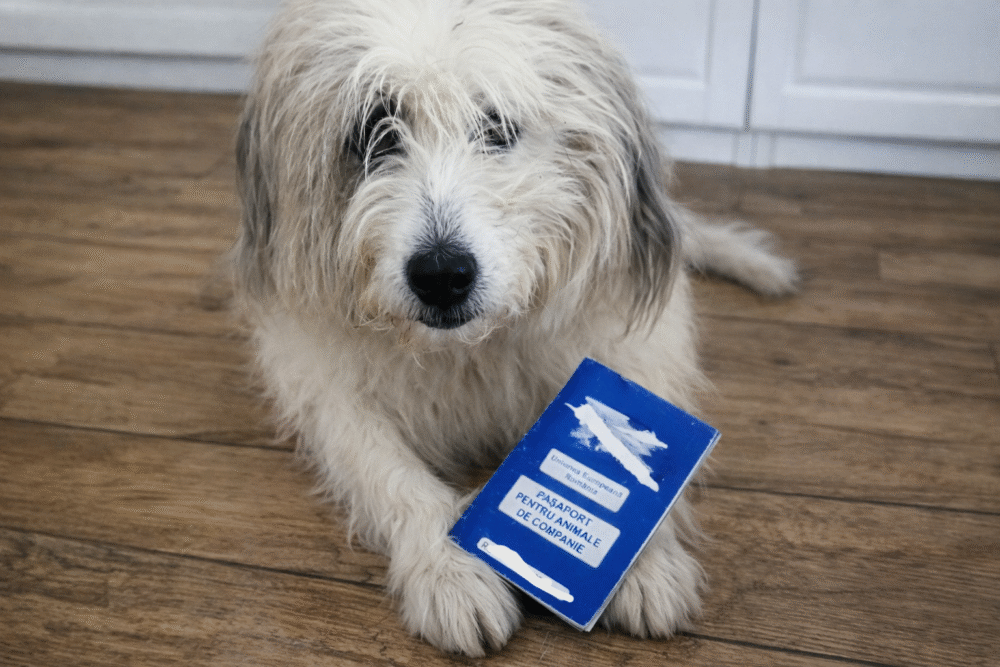 Cine trebuie să își sterilizeze câinele și de ce apare atâta confuzie