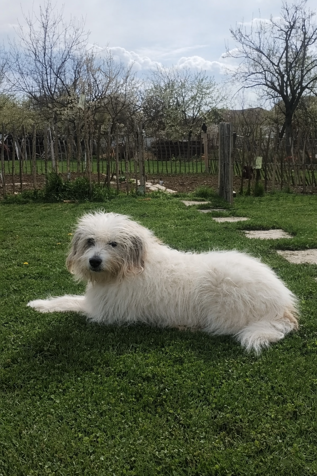 Hot spot la câini – când o iritație devine o problemă reală